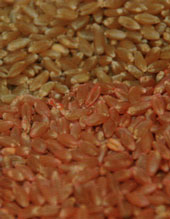 Tratamiento de semillas, Seedcover, Rotam, Agroindustrial Pasche