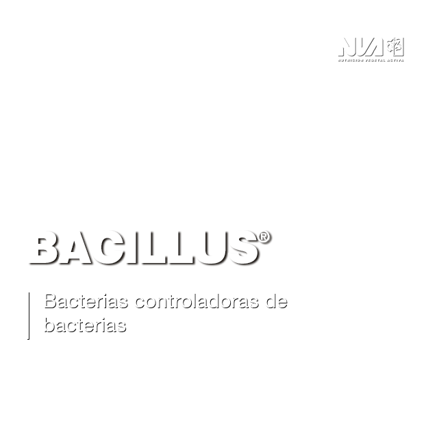 35-Bacillus-NVA-Bacterias-controladoras-de-bacterias