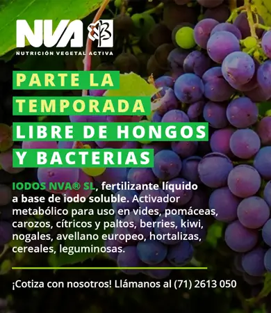 fertilizante liquido activador metabolico para vides pomaceas carozos citricos paltos berries kiwi nogales avellano hortalizas cereales nva talca chile pascheagroindustrial 2